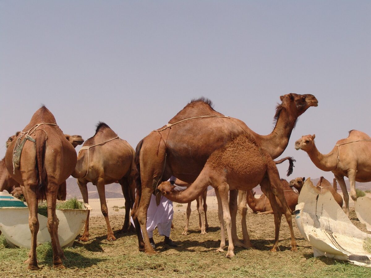 أصل قبيلة الرشيدي وش يرجعون