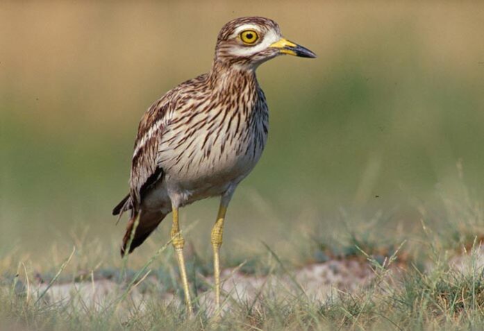 طائر طويل الرجلين والمنقار اغبر له صوت حسن