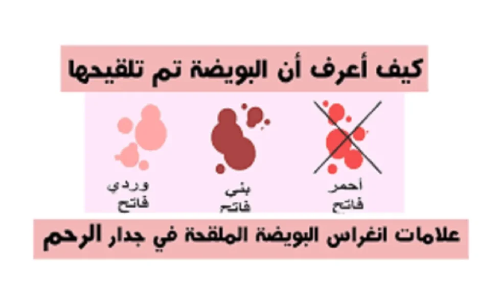 كيف اعرف ان البويضه انفجرت وتلقحت