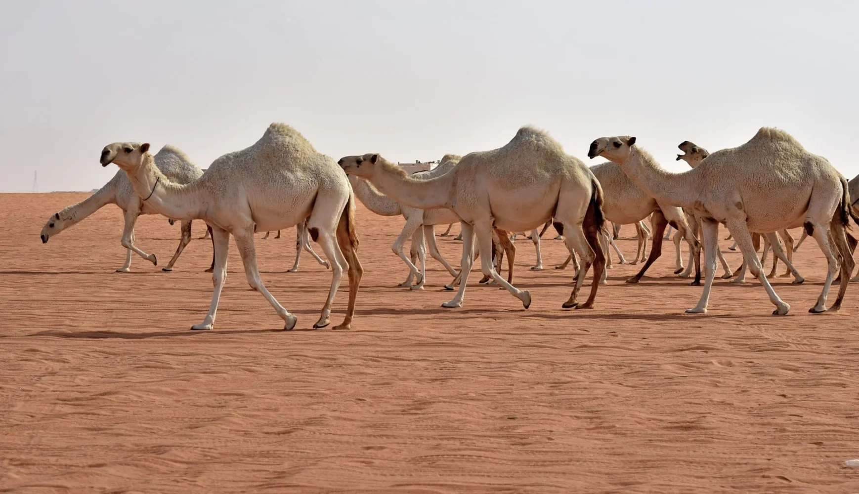 عائلة العياف السبيعي