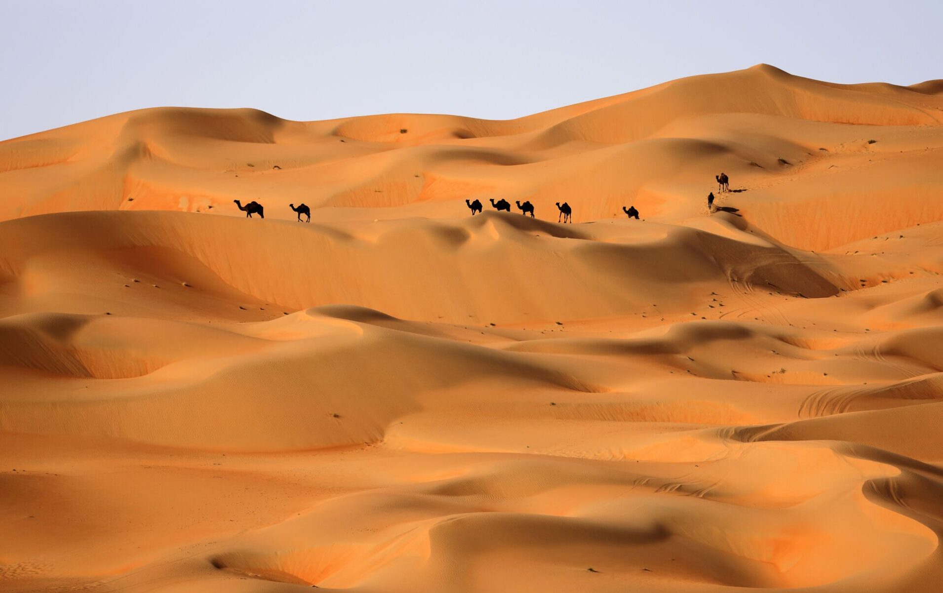 البشري وش يرجع