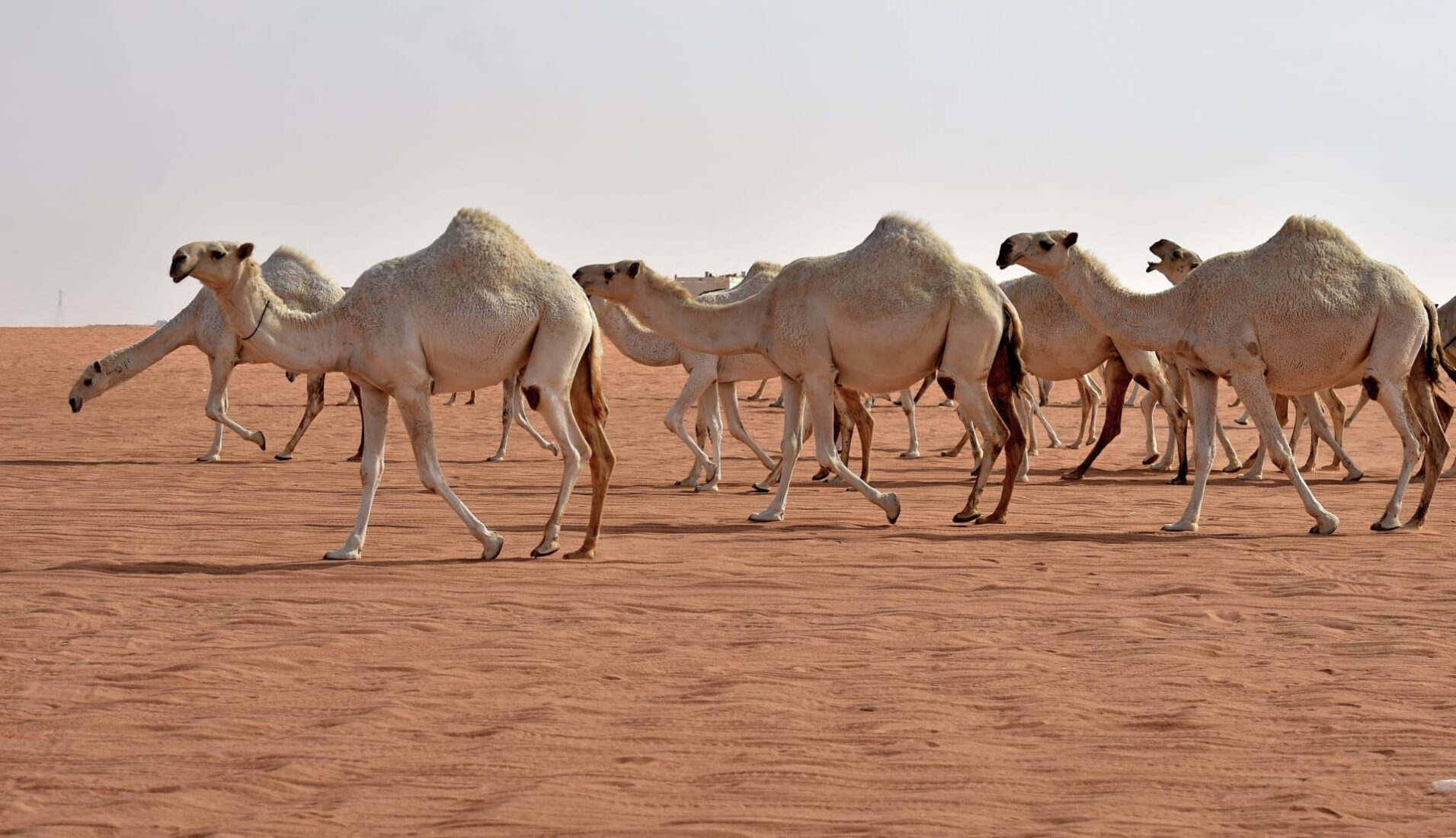 أبرز شعراء قبيلة العياف