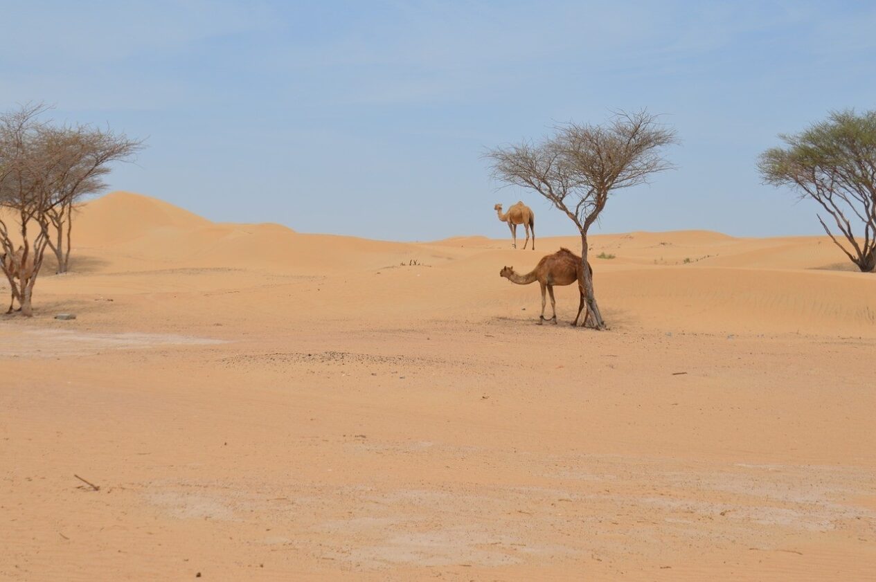 الدهمشي وش يرجعون