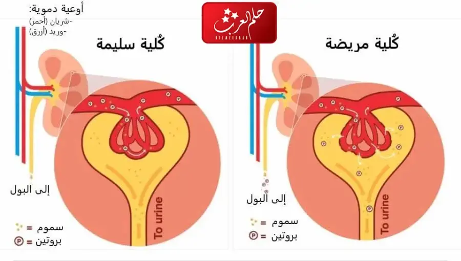 كيف أعرف أن وظائف الكلى سليمة