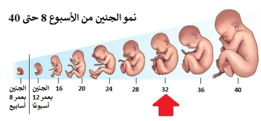 لماذا الشهر الثامن خمس اسابيع وما الحكمة؟