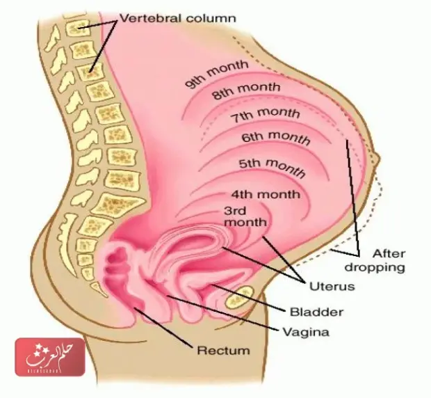 أسباب بواسير الحمل بالصور