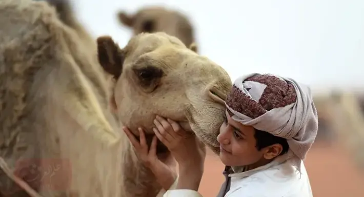 شكل ذكر الجمل