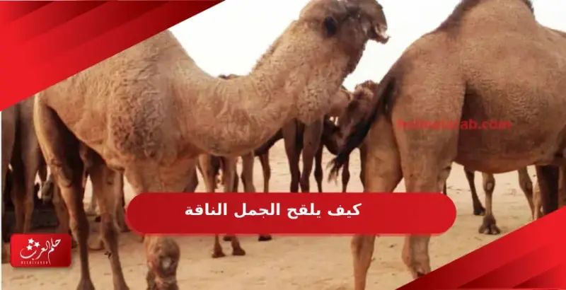 كيف يلقح الجمل الناقة