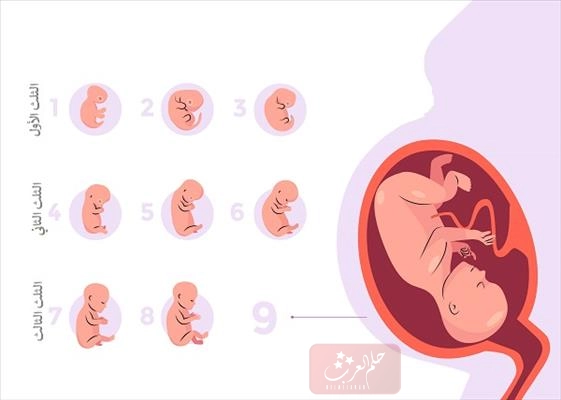 كيف تكون حركة الجنين عند بداية الطلق؟