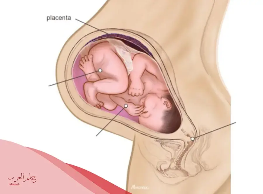 حركة الجنين في الشهر التاسع بالصور