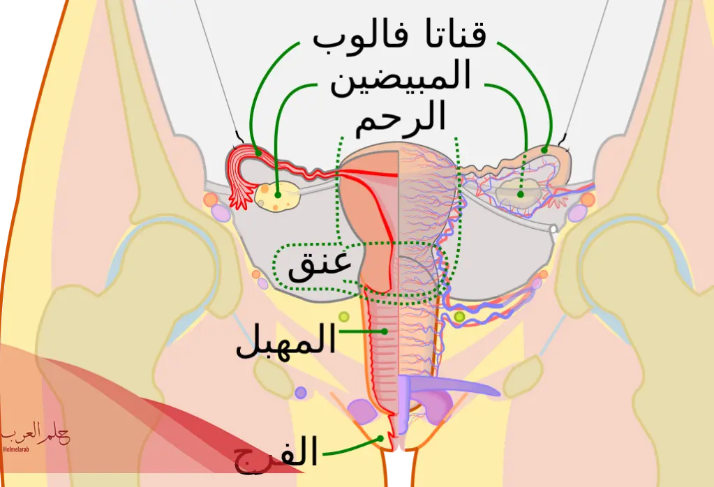 تجربتي مع التشنج المهبلي