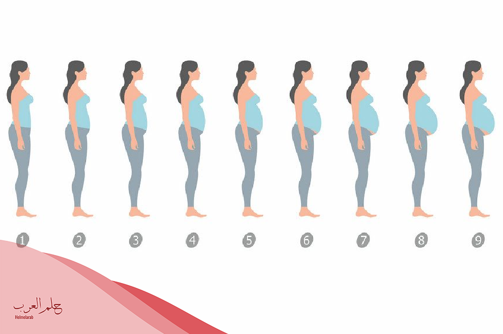 شكل بطن الحامل بتوأم في الشهر الثاني