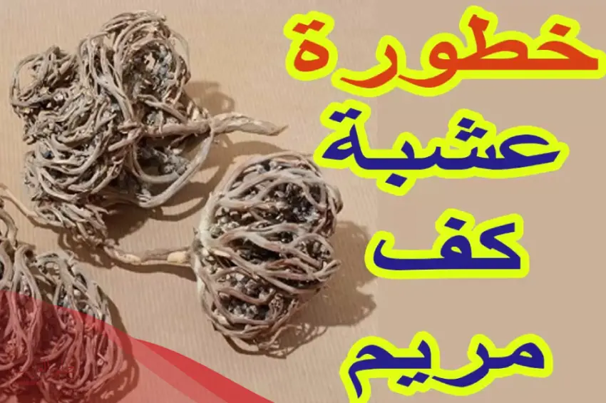 ما هي اضرار عشبة كف مريم؟