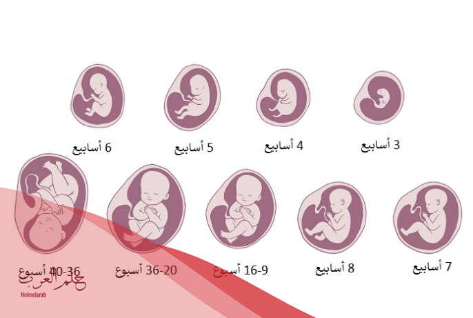 أسباب الإجهاض المبكر قبل موعد الدورة