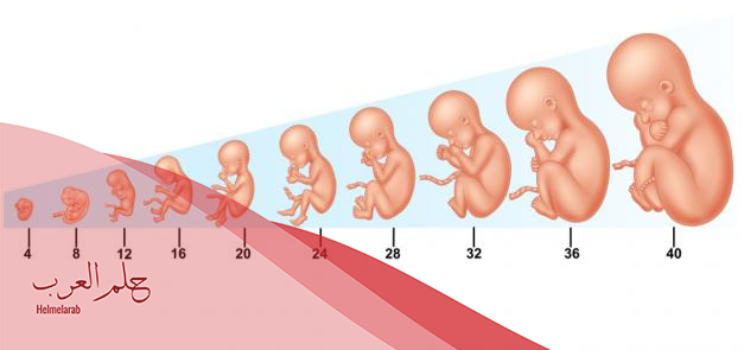 علامات استمرار الحمل في الشهر الثاني