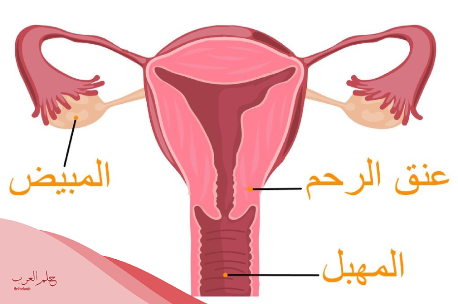 كيف اعرف عنق الرحم مفتوح او مغلق