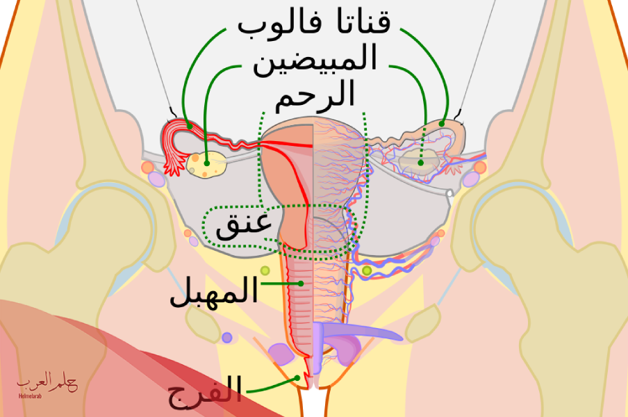 كيف اعرف عنق الرحم مفتوح او مغلق قبل الدورة؟