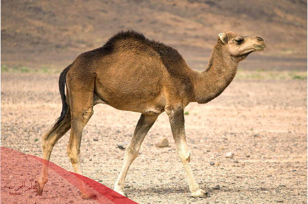 أسماء الحيوانات الأليفة التي تبدأ بالحرف الجيم