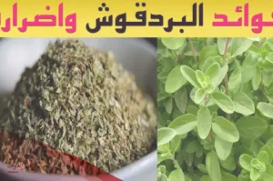 فوائد البردقوش للحمل السريع عالم حواء