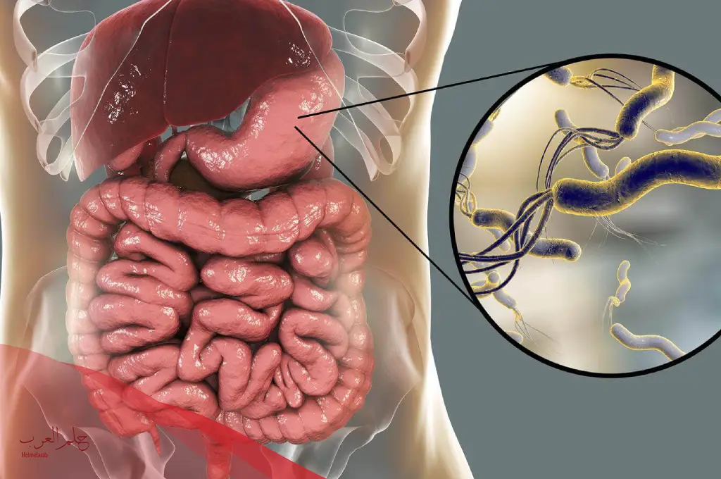 هل التهاب المعده يسبب ارتفاع درجه الحراره للجسم