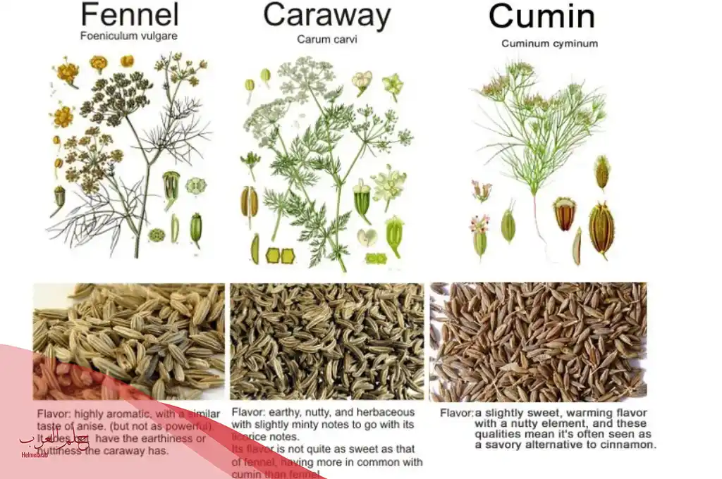 الفرق بين اليانسون والكمون والشمر بالصور وصفاتهم