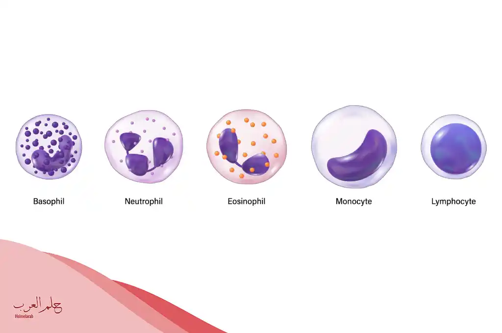 ارتفاع neutrophils في الدم