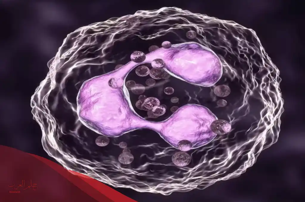 ماذا يعني ارتفاع neutrophils انخفاض lymphocytes في الدم